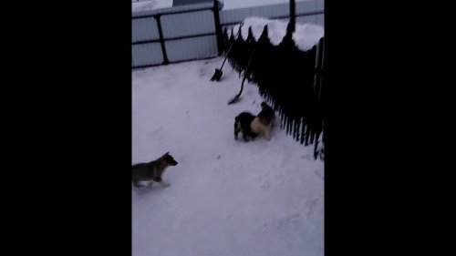 Знакомство с хорьком