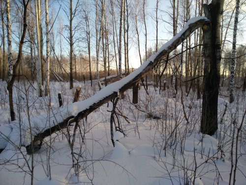 Колок или околок?