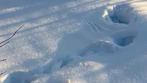 Зимняя охота на тетерева . Тетерев на лунках
