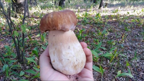 За белыми грибами . Грибные места