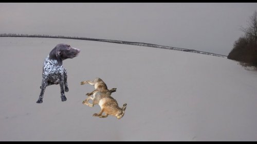 Охота на зайца с курцхааром