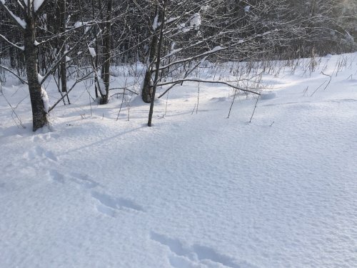 косые есть