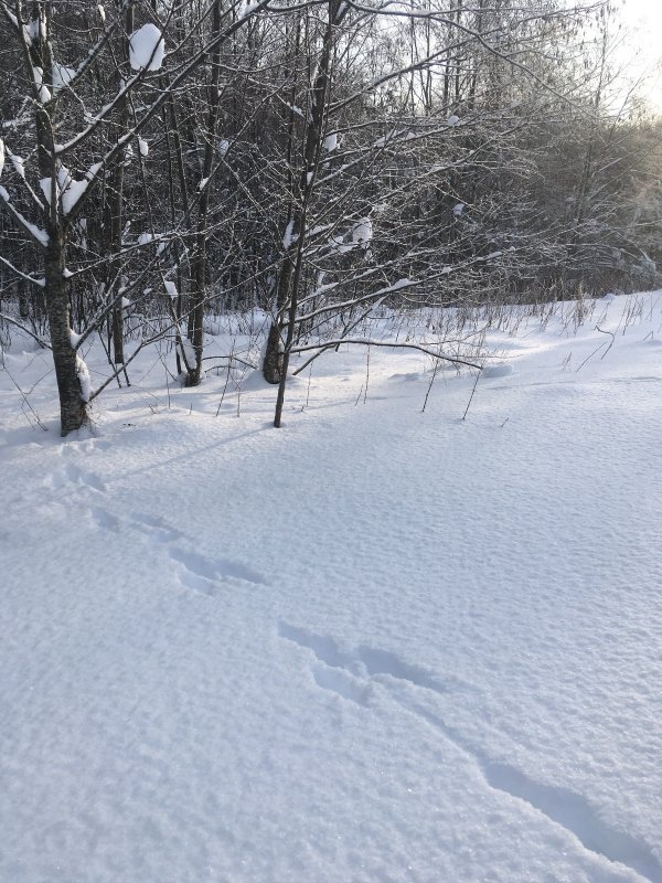 косые есть