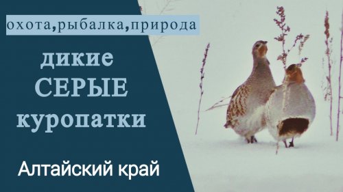 Серые куропатки в дикой природе.