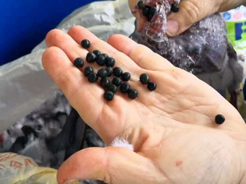 Вот чем питается дикий голубь вяхирь витютень когда прилетает к нам на юг России  зимой  2