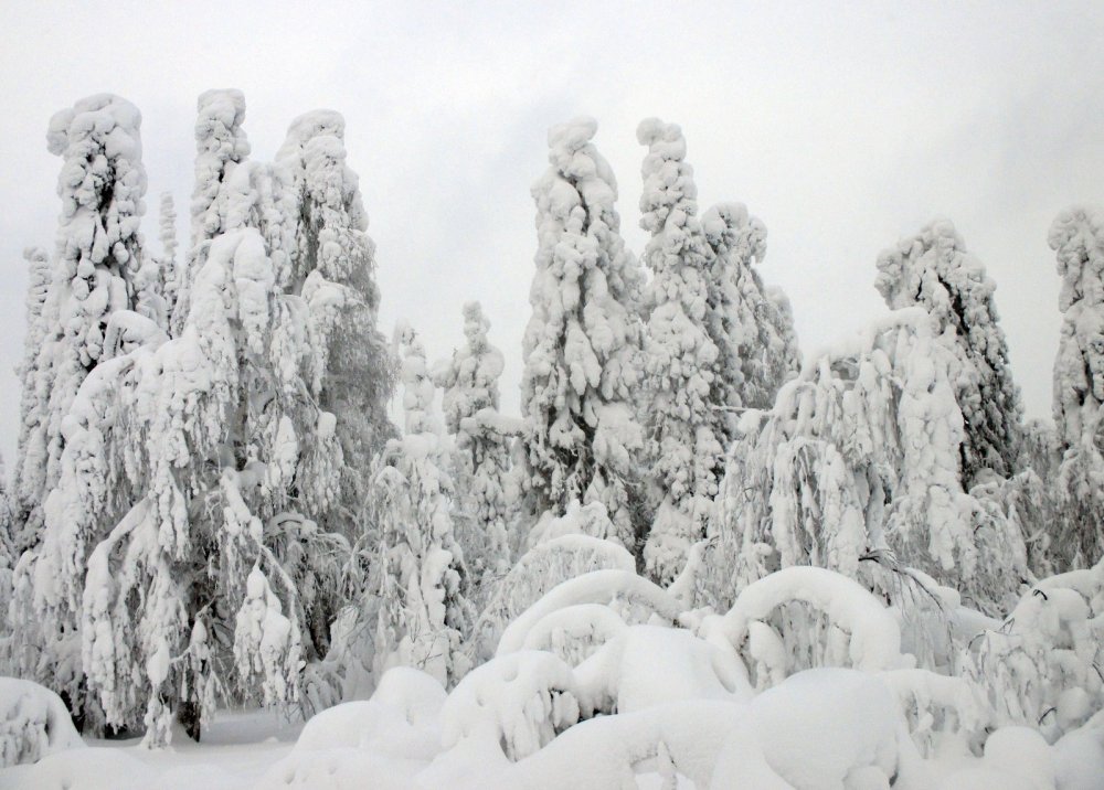 Зимний лес.