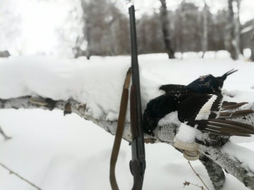 Черный с лунки