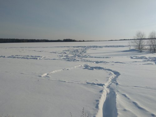 Пришли свиньи)