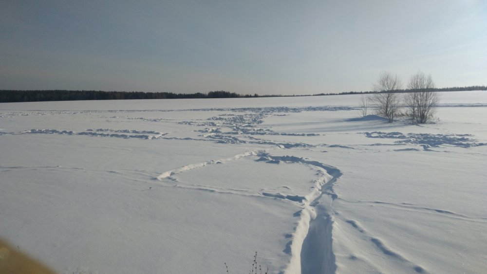 Пришли свиньи)