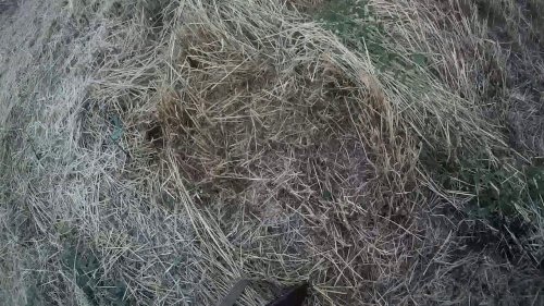 Охота на перепела  с дратхааром.