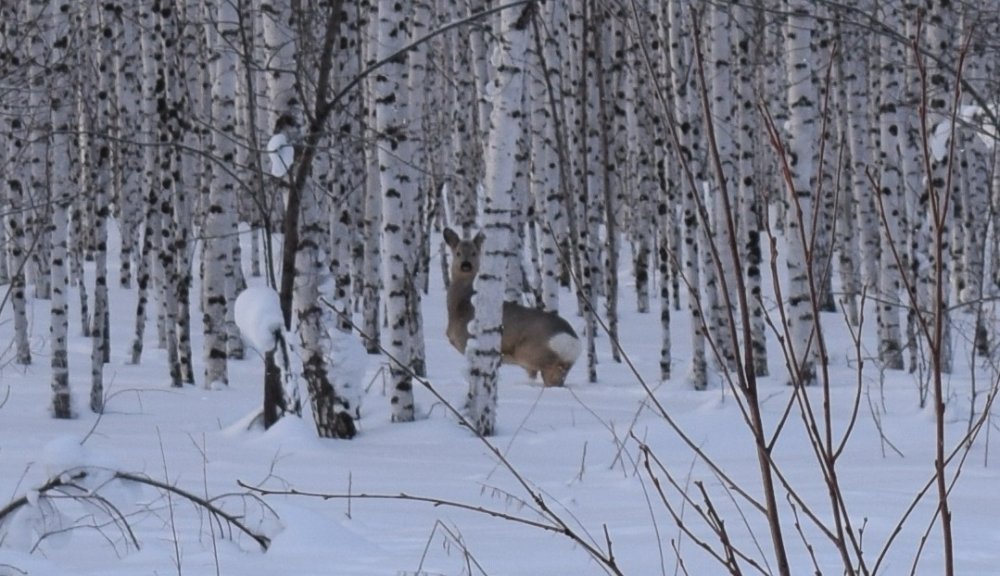 Козлик.