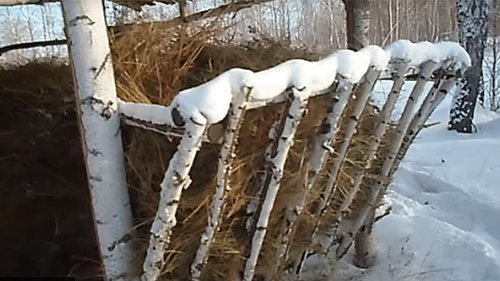 Подкормка косули в зимнее время.