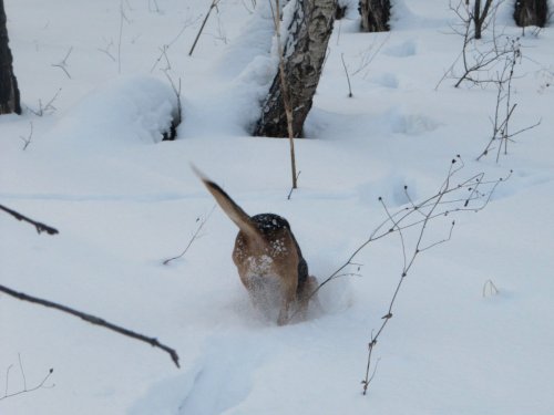 Бежим! Бежим!...