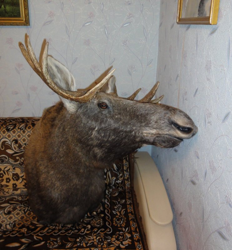 Лось