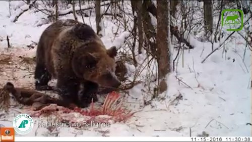 #9 Вести из леса. Медведь пришел на падаль.