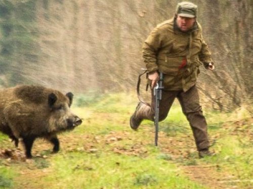 История про охоту на кабана