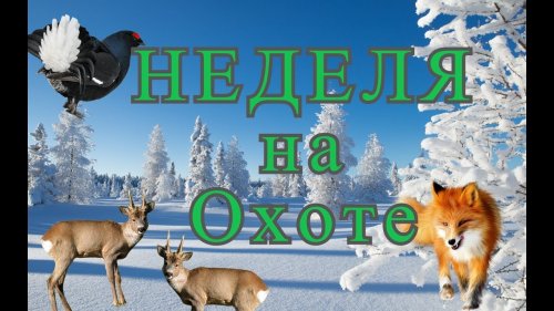 5 ОХОТ. Заяц за 10000р, собаки, Лисы, тетерева, козы.