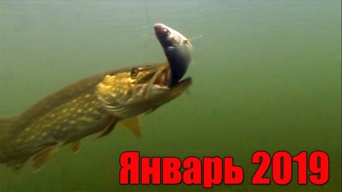 Щука на жерлицу. Январь 2019