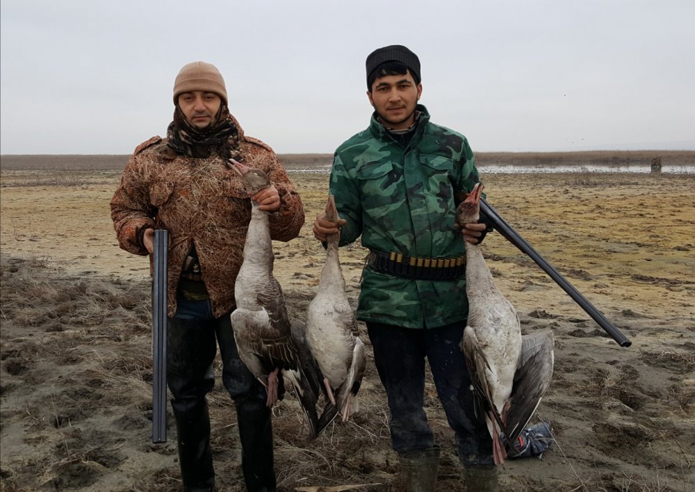 СЕРЫЕ ГУСИ ЯНВАРЬ 2019
