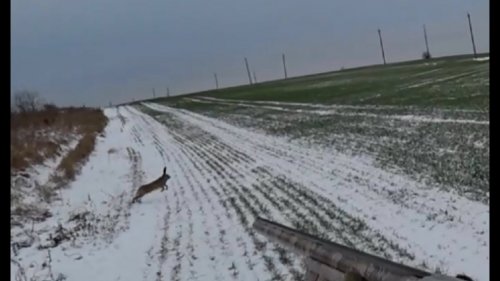 Охота на зайца, лису "Изобилие дичи"