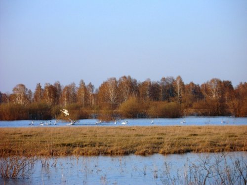Весеннего настроения всем....