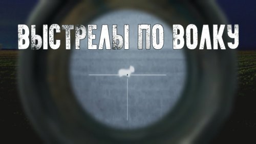 Волки подошли на выстрел. Стальная выдержка!