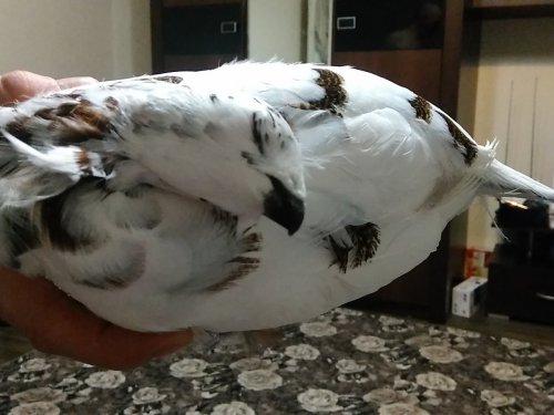 Вот с таким окрасом добыл,а ведь на дворе февраль)