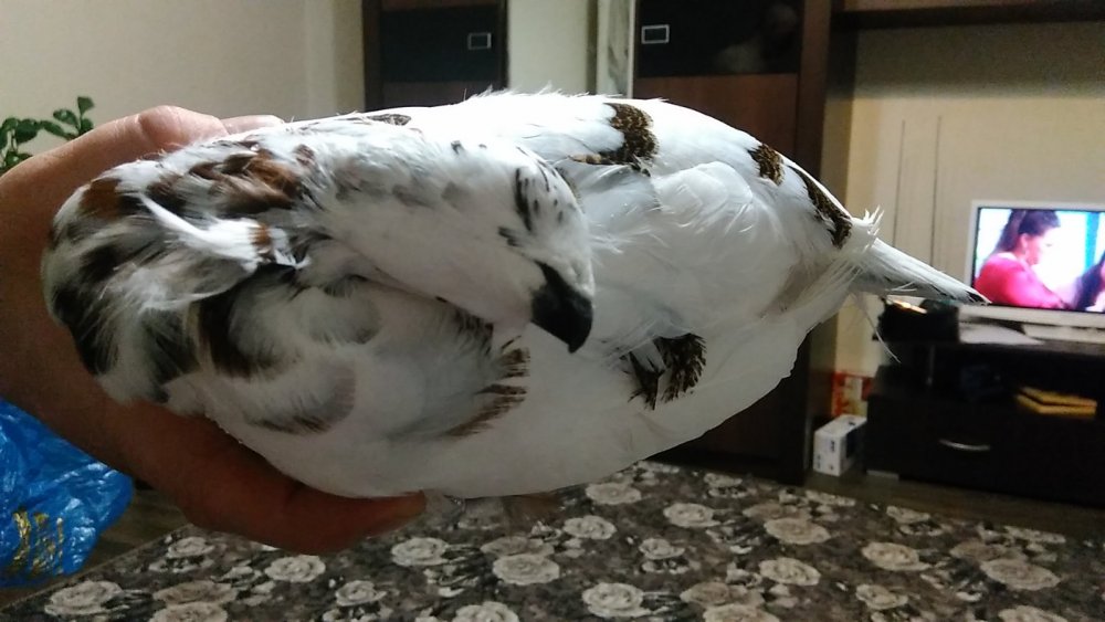 Вот с таким окрасом добыл,а ведь на дворе февраль)