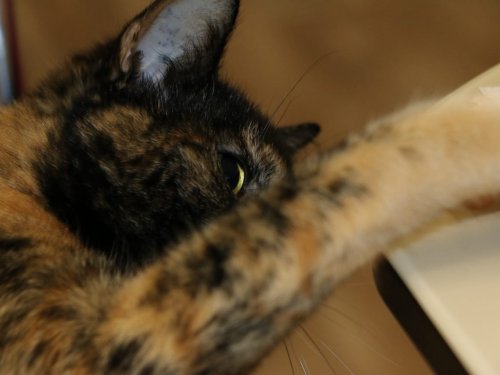 Кошеч мой)))