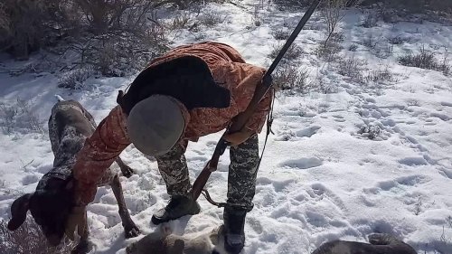 Закрытие охоты на зайца -  февраль 2019