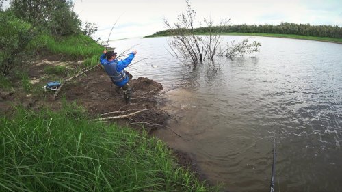 Рыбалка на севере. Ведро рыбы из под коряги.