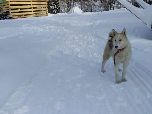 Хвала
