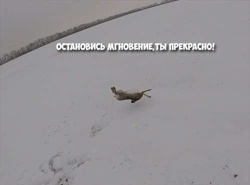 Прерванный полет