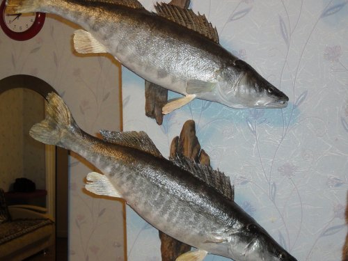 Судаки