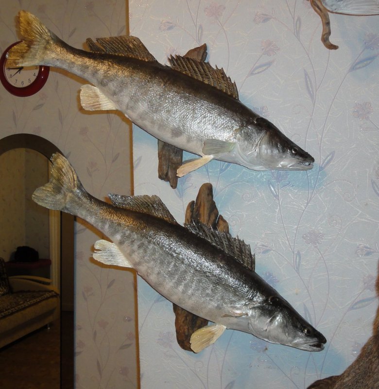 Судаки