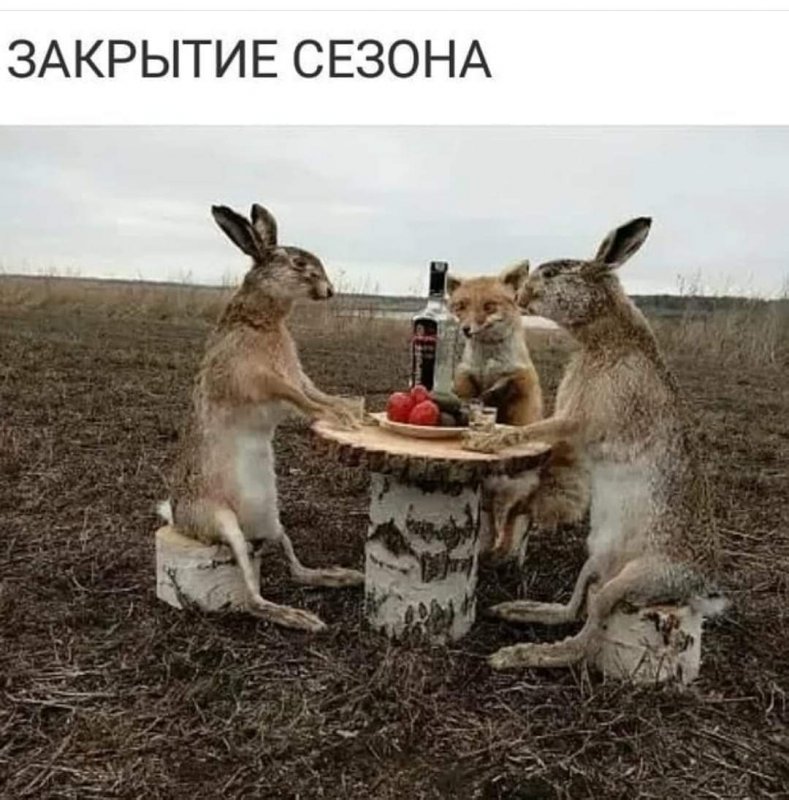 И зайцы отмечают