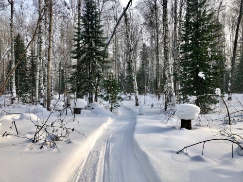 Два пня)