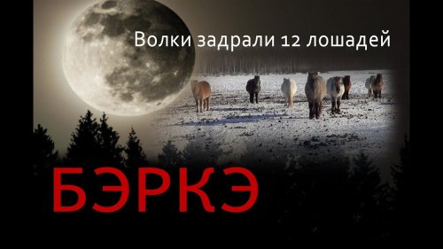 Волки задрали 12 лошадей в Южной Якутии.