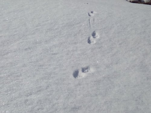 Свежий след норки