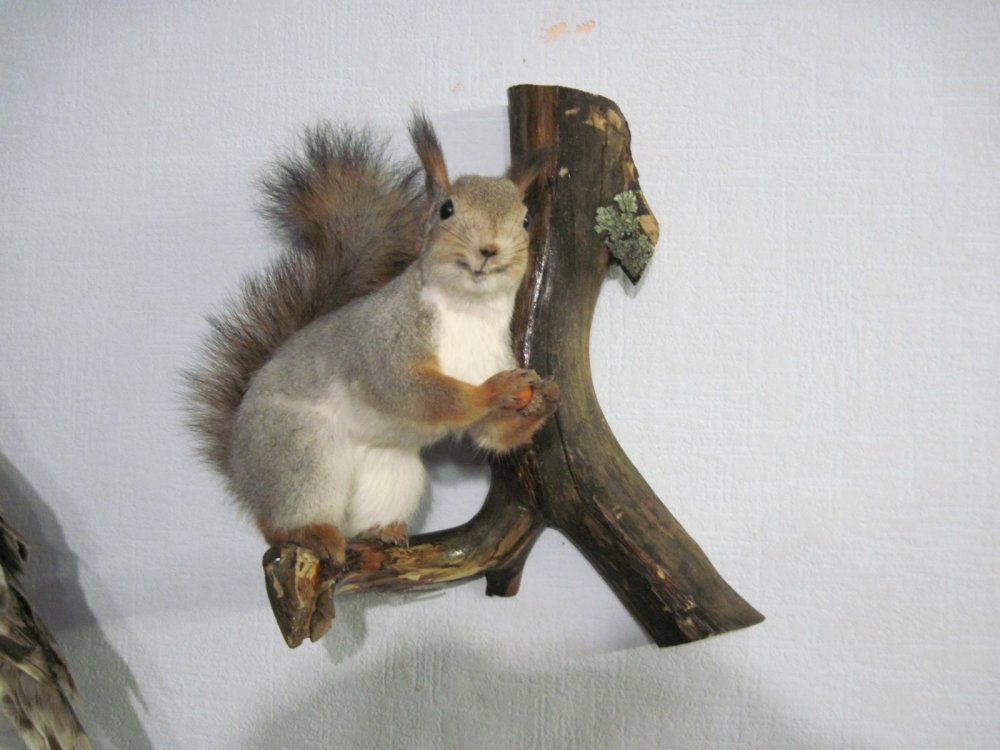 Белочка