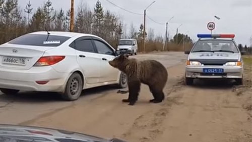 Медведь напал на машину