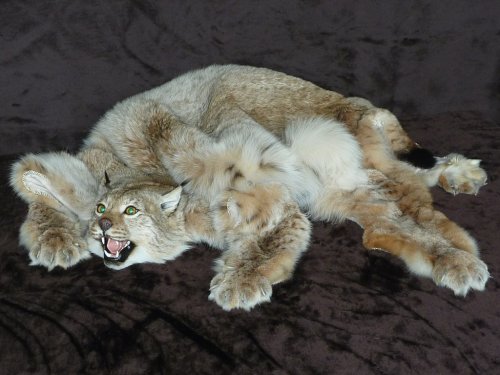 Ковёр котэ