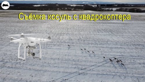 Охота за красивыми кадрами диких косуль