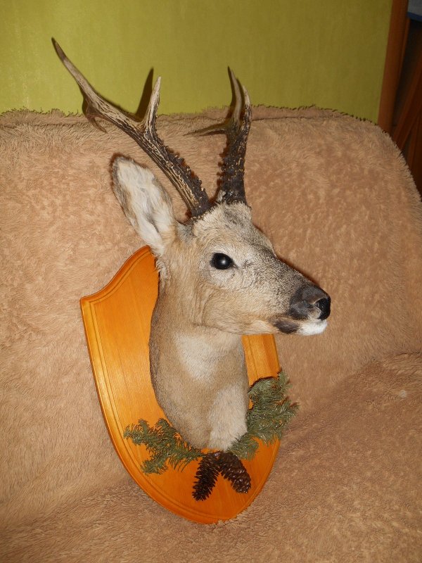 Сибирская косуля