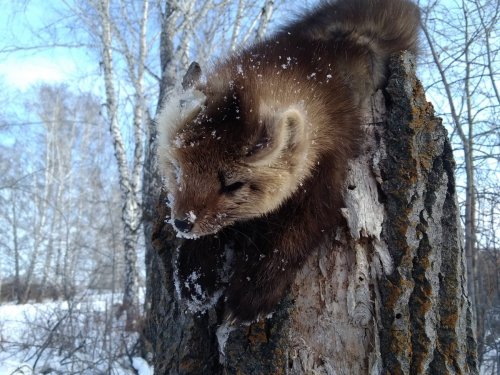 Кот