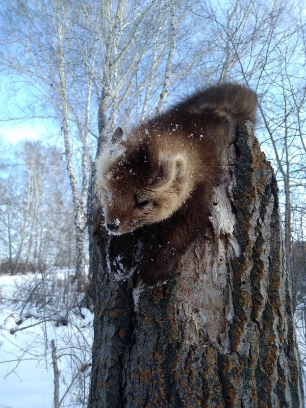 Кот