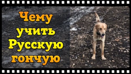 Русская гончая с чего начать, как преуспеть в её подготовке