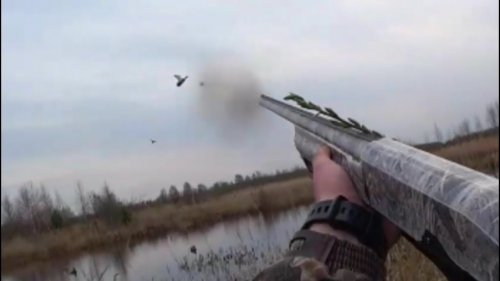 Охота на селезня "Отличная вечерка 2019" (Duck hunting)