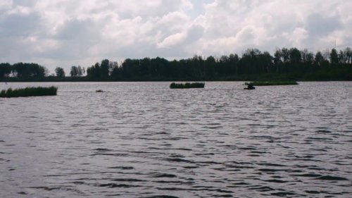 Лось плывет через реку.