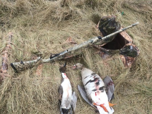 Белолобик уже в НСО